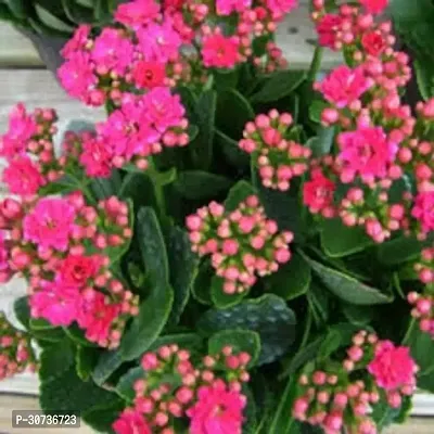 Ukanda Kalanchoe Plant kalnchoe plant gfd-thumb0