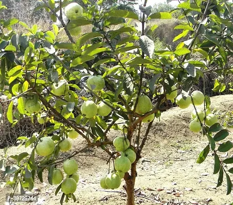 Ukanda Guava Plant aaravGauva!50-thumb0