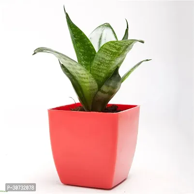 Ukanda Snake Plant FS-CC111-thumb3