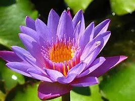 Ukanda Lily Plant Blue Water lily plant ThaiBig Thai live plant-thumb1