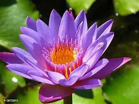 Ukanda Lily Plant Blue Water lily plant ThaiBig Thai live plant-thumb2