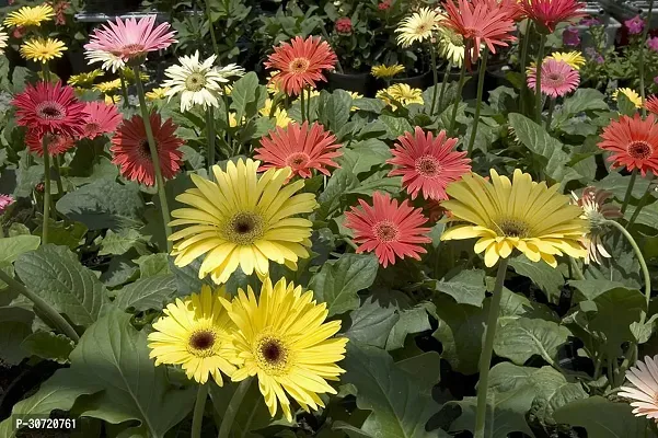 Ukanda Gerbera Plant GERBERA PLANT-Z15-thumb2