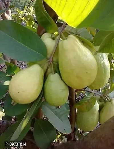 Ukanda Guava Plant Guava Plant ( Nicaragcea Guava Plant )-thumb0