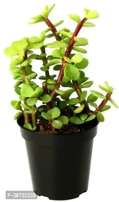 Ukanda Jade Plant Jade plant-thumb0