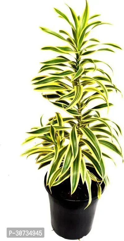 Ukanda Dracaena Plant derecena verigated song of india plant-09-thumb0