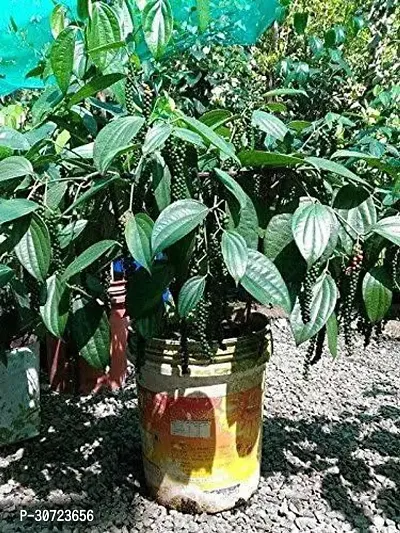 Ukanda Black Pepper Plant Redwingz Black Pepper Gol MorichKali Mirch Live Plant- 2 feet-thumb0