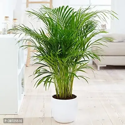 Ukanda Areca Palm Areca Plam-9-thumb0