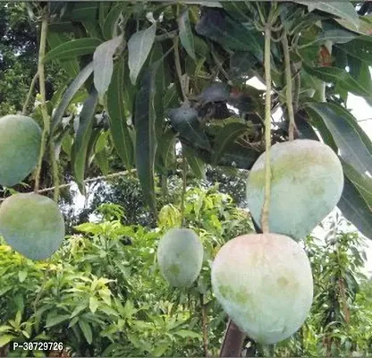 Ukanda Mango Plant Bombay Green Grafted Mango Plant.-thumb0