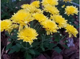 Ukanda Chrysanthemums Guldavari Plant CHANDRAMALLIKA PLANT GGF-thumb1