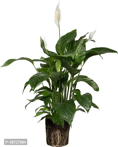 Ukanda Peace Lily Plant PEACE LILY FLOWER PLANT-P61-thumb0