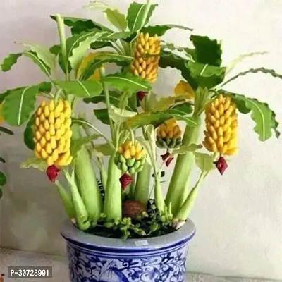 Ukanda Banana Plant Ent-Live -Plants - 212-thumb0