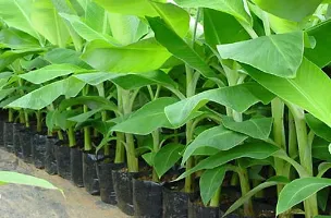 Ukanda Banana Plant Live G9 KelaBananaPlant-thumb2