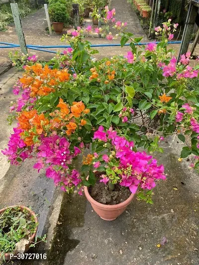 Ukanda Baugainvillea Plant Bougainvillea Plant Kagaj Flower Live Plant FP20-thumb0