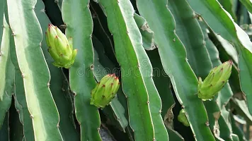 Ukanda Dragon Tree Dragon Fruit Live Plant Grow Bag white (Hybrid, Pack of 1)-thumb1