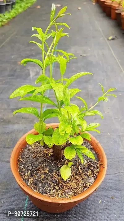 Ukanda Pomegranate Plant Anar Bhagwa-thumb0