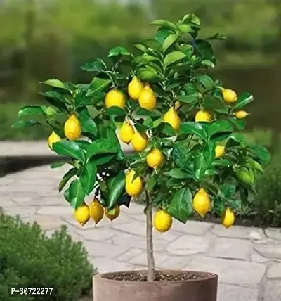 Ukanda Lemon Plant GET LEMON-thumb0