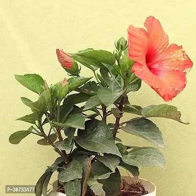 Ukanda Hibiscus Plant RedLal hibiscus flower plant-thumb0