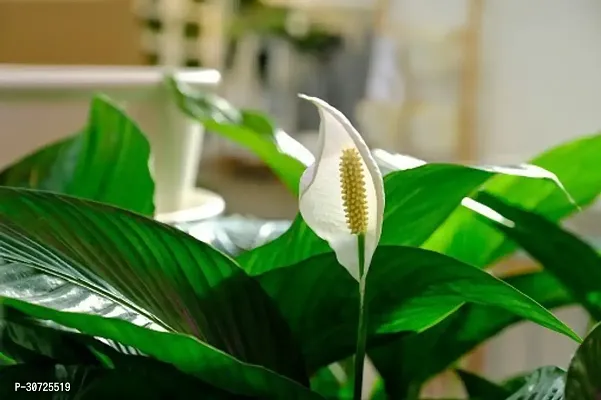 Ukanda Peace Lily Plant Peace Lily Flower Plant P17-thumb0