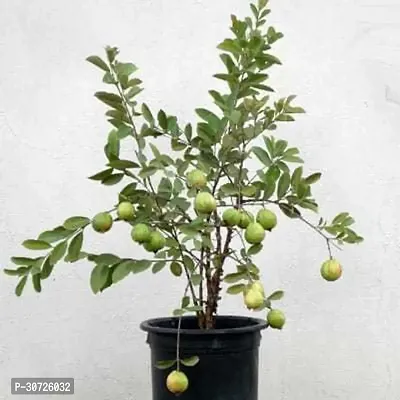 Ukanda Guava Plant Hybrid Guava Plant-thumb0