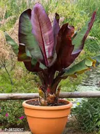 Ukanda Banana Plant Red Banana fruit Plant D1-thumb0