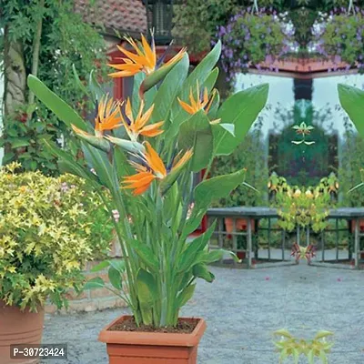 Ukanda Bird of Paradise Plant Bird of Paradise Plant V5-thumb0