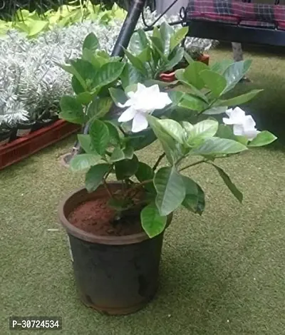 Ukanda Jasmine Plant GANDARAJ-01-thumb0