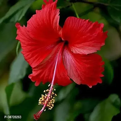 Ukanda Hibiscus Plant RH161-thumb0