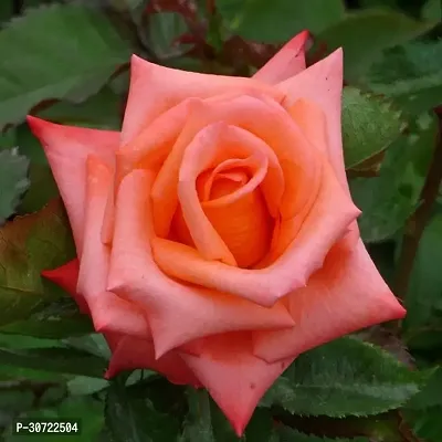 Ukanda Rose Plant dip pink1 rose plant-thumb0