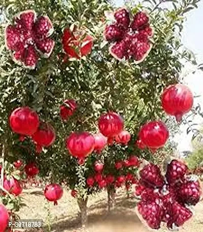 Ukanda Pomegranate Plant 676 Pomegranate Premium PlantAnnar Sap_233-thumb0