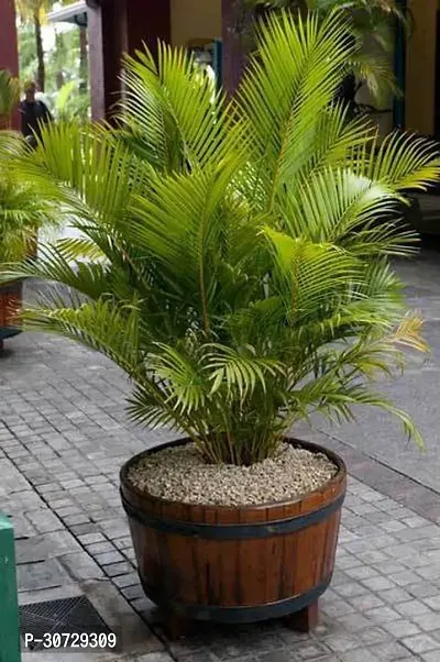 Ukanda China Palm Plant EN-DQ-495-thumb0