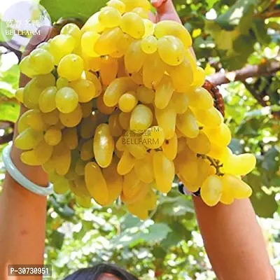 Ukanda Grape Plant Grape Plant Golden Green Grape Fruit Vitis vinifera 1 Healthy Live Plant on Poly Bag A-thumb0