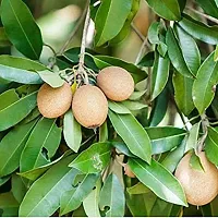 Ukanda Chiku Plant Live Fruit Plant Manilkara Zapota,Sapodilla, Sapota, chikoo, Chico, Naseberry, or Nispero Sapota Chikoo SapotaChikoo Healthy (Thailand Variety) for Home and Outdoor Garden01-thumb2