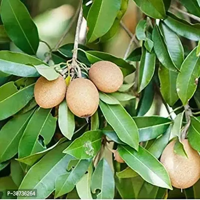 Ukanda Chiku Plant Live Fruit Plant Manilkara Zapota,Sapodilla, Sapota, chikoo, Chico, Naseberry, or Nispero Sapota Chikoo SapotaChikoo Healthy (Thailand Variety) for Home and Outdoor Garden01-thumb3