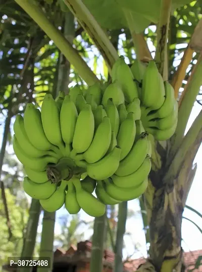 Ukanda Banana Plant Nalikrd banana plant-thumb2