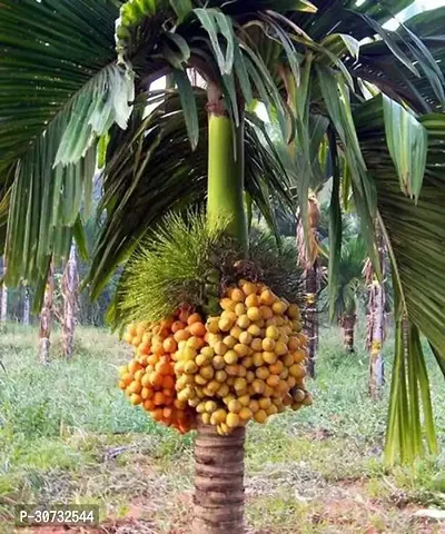 Ukanda Betel NutSupari Plant Hybrid Dwarf Arecanut 2 ft Betel Nut Live Plants-thumb0