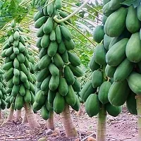 Ukanda Papaya Plant Papaya Plant-thumb1