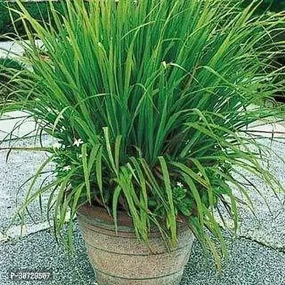 Ukanda Lemon Grass Plant lemon grass-thumb0