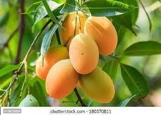 Ukanda Mango Plant MANGO PLLANT TTR-thumb0