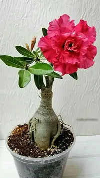 Ukanda Adenium Plant Adenium Plant1-thumb1