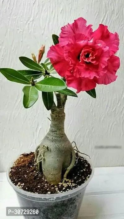 Ukanda Adenium Plant Adenium Plant1-thumb2