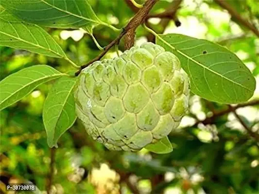 Ukanda Annona ReticulataBullocks Heart Plant Rare Sugar-Apple Sitafal Fruit Plant-thumb0