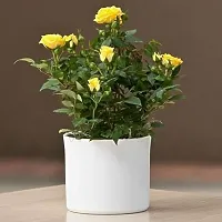 Ukanda Rose Plant PLT-132-thumb1