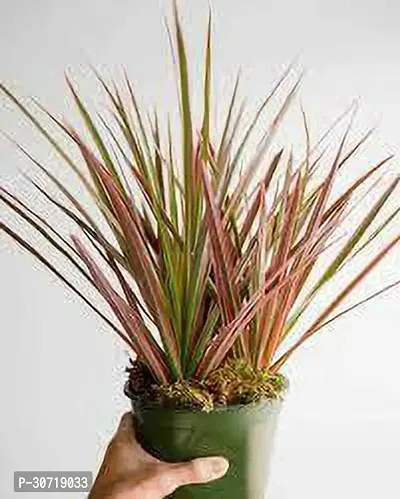 Ukanda Dracaena Plant DRACAENA PLANT-thumb0