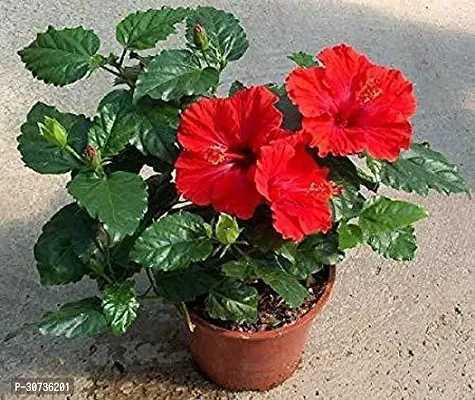 Ukanda Hibiscus Plant RED GUDHAL GU02 DARK RED FLOWER-thumb0