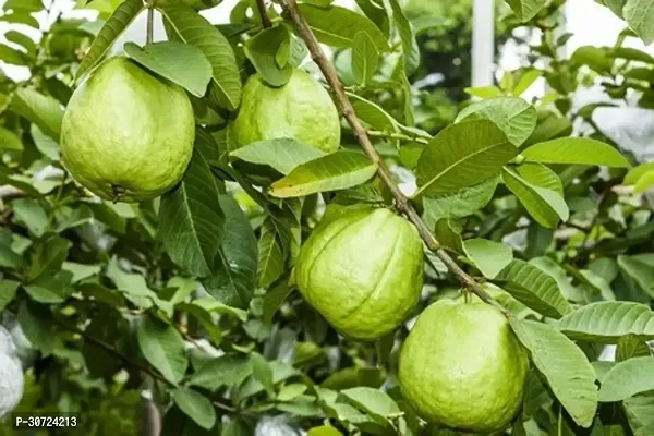 Ukanda Guava Plant Nalikrd guava plant-thumb2