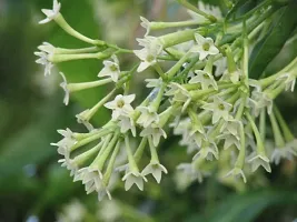 Ukanda Jasmine Plant Hasnahananight bloom jasmine raat ki rani flower plantS-thumb1