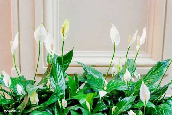 Ukanda Peace Lily Plant PEACE LILY NB-thumb2