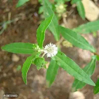 Ukanda Bhringraj Plant Bhringraj Plant( white flower)-thumb0