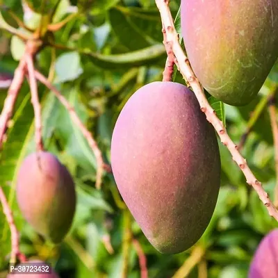 Ukanda Mango Plant Honey mango plant-thumb0