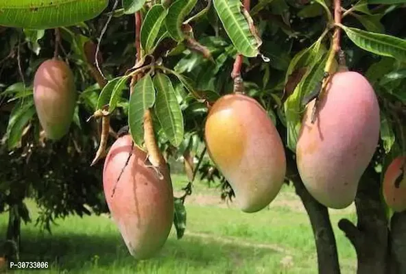 Ukanda Mango Plant AMRA01-thumb0